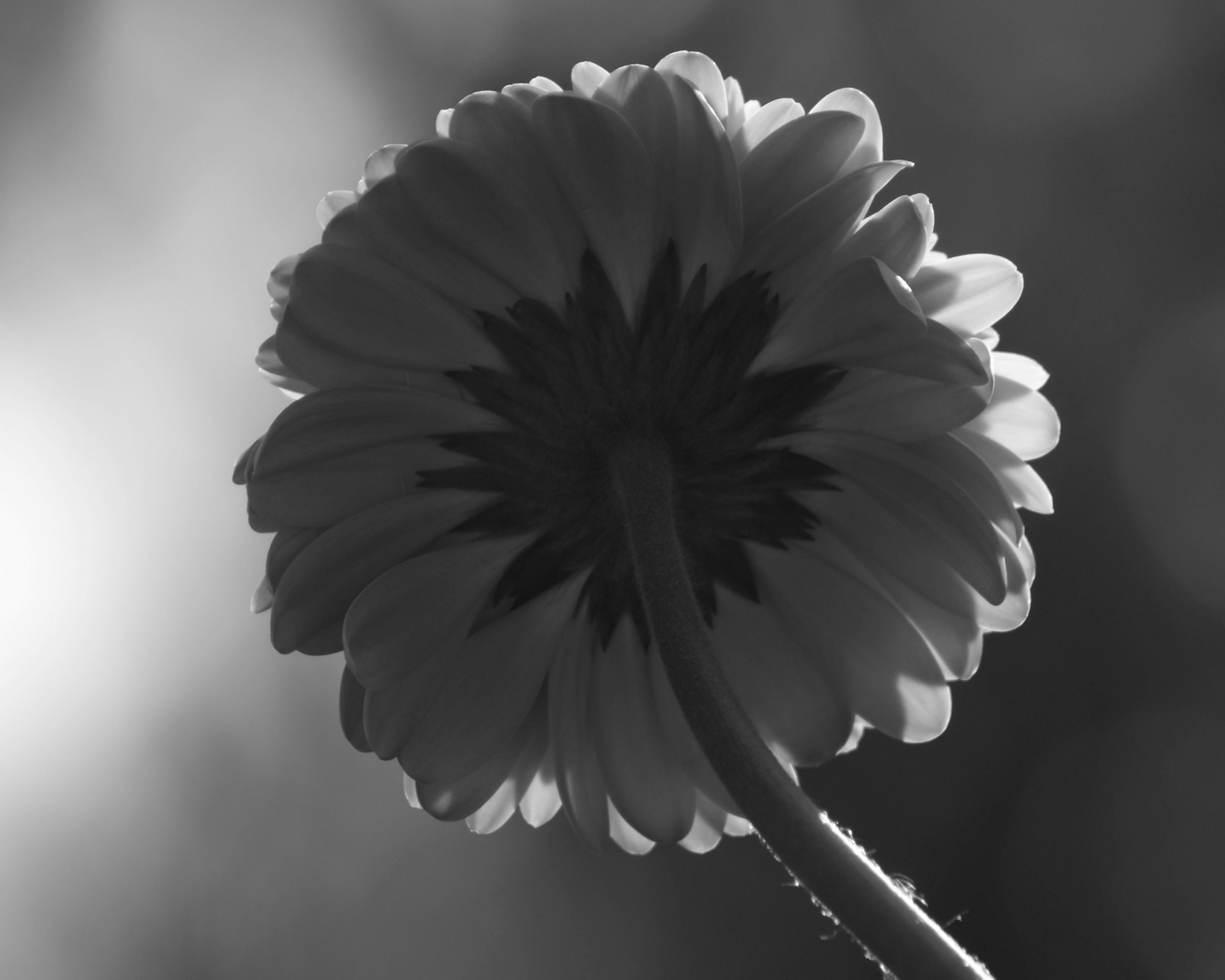background-black-dp (2)