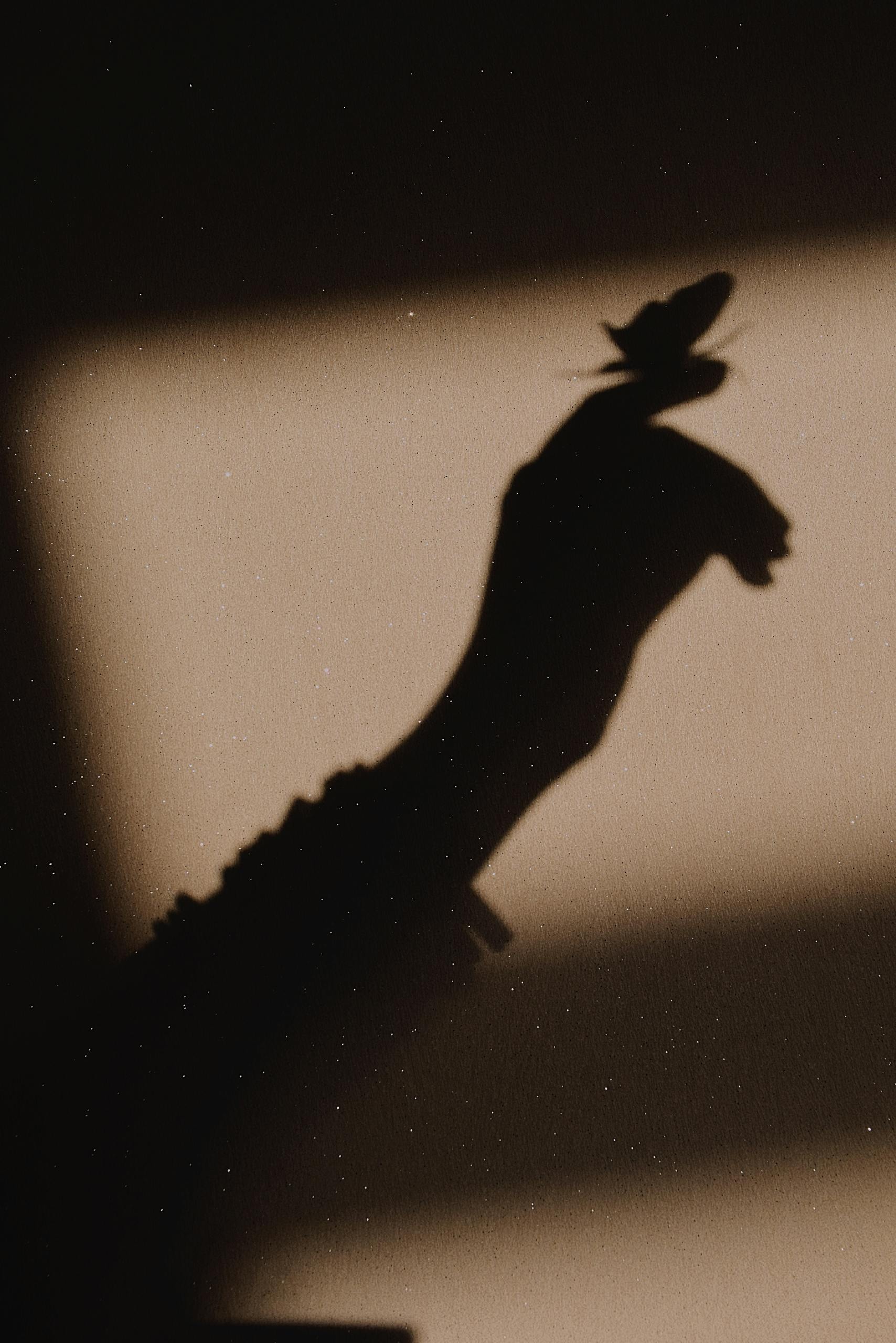 beautiful-sunset-girl-shadow (2)