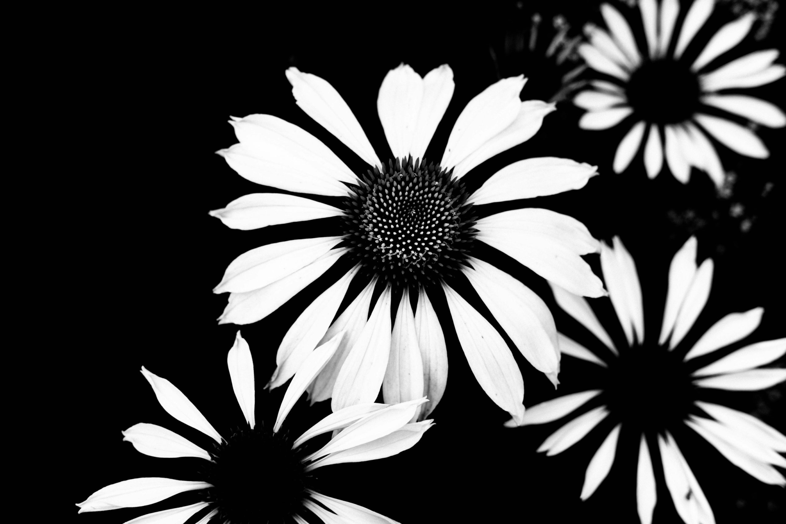 black-and-white-dp
