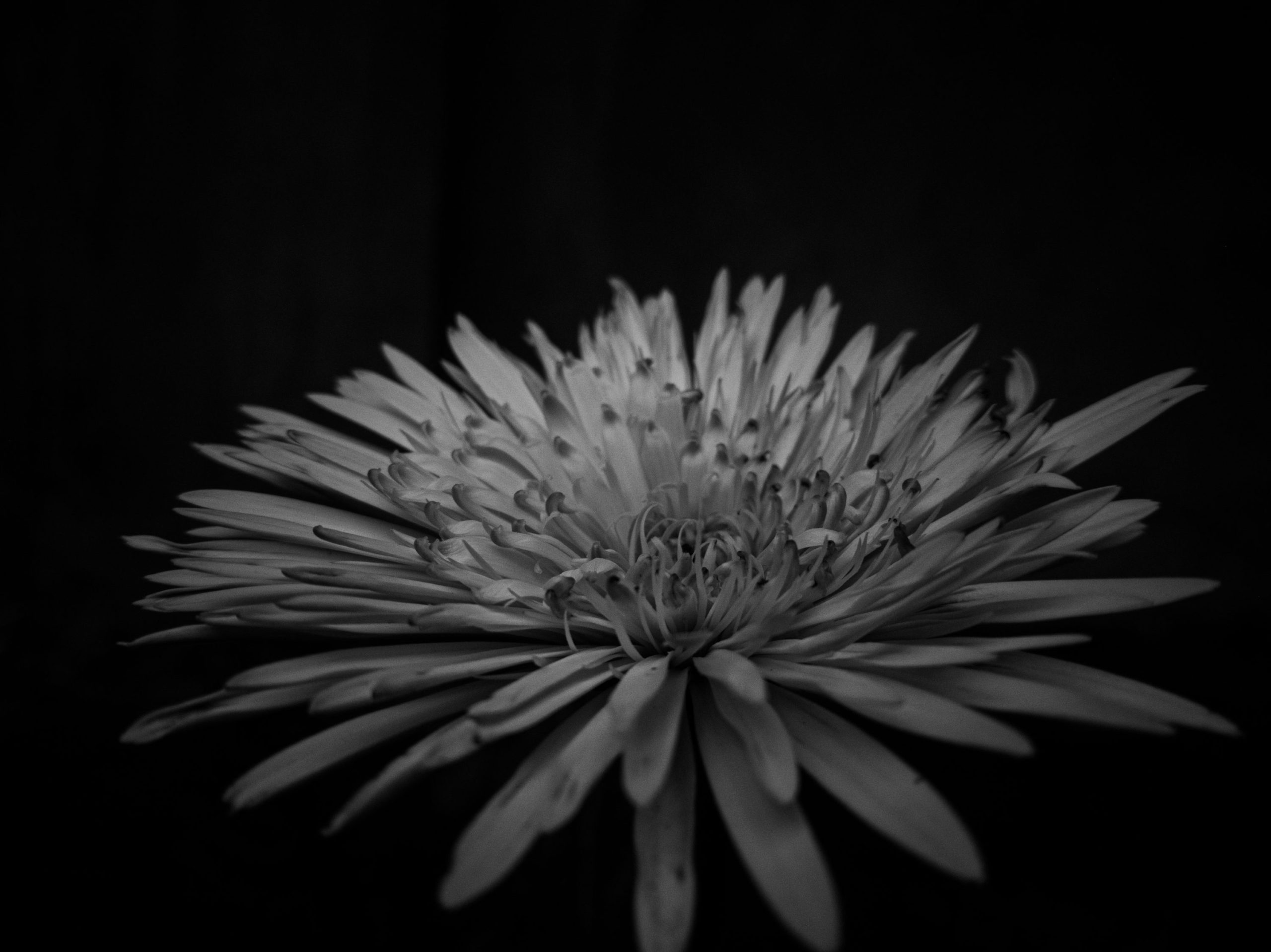 black-and-white-girl-profile-pic