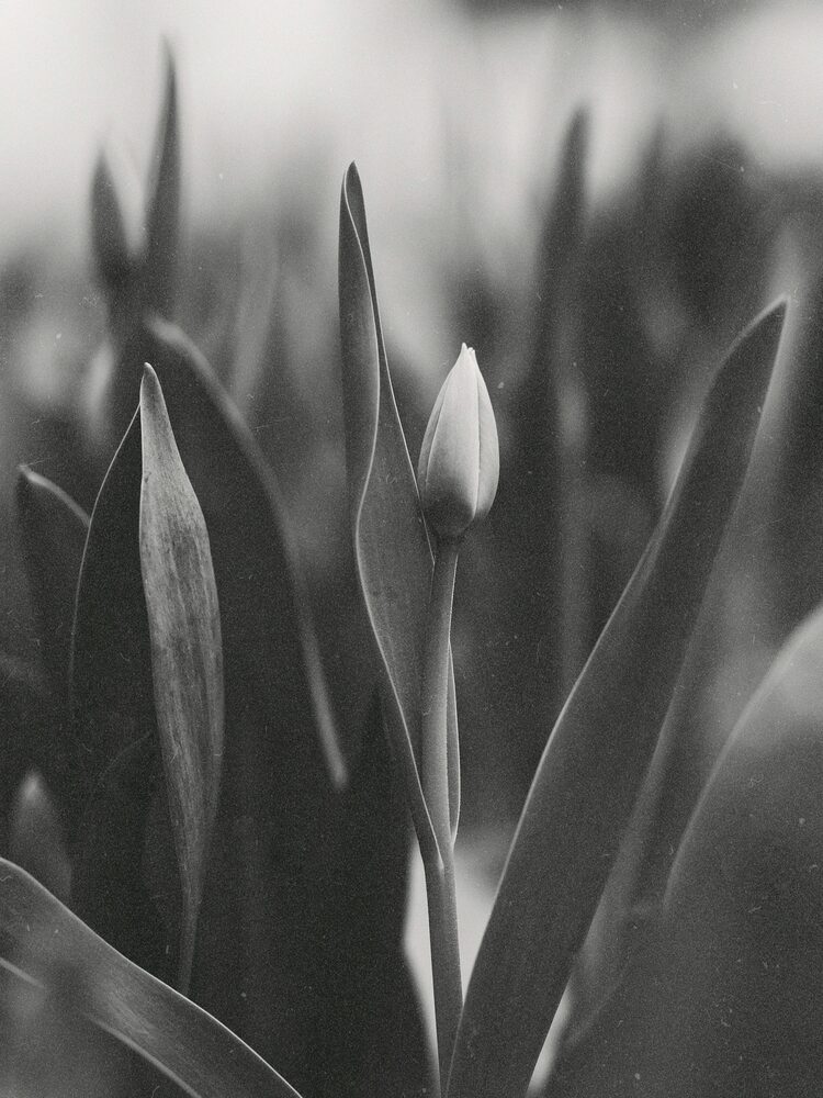 black-and-white-pic