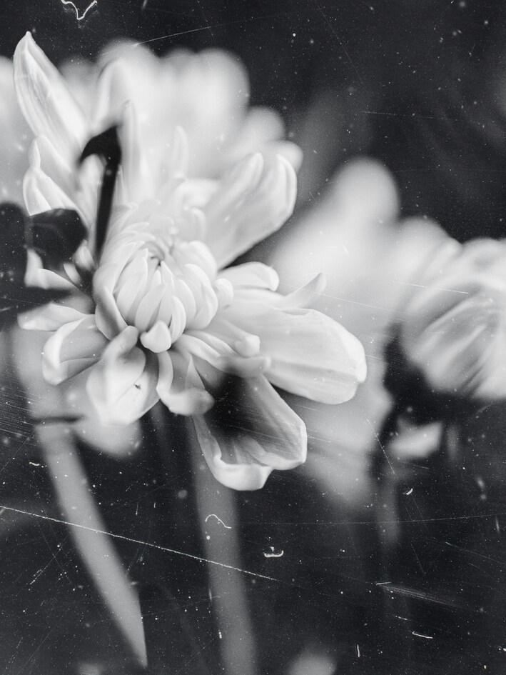 black-and-white-pictures (3)