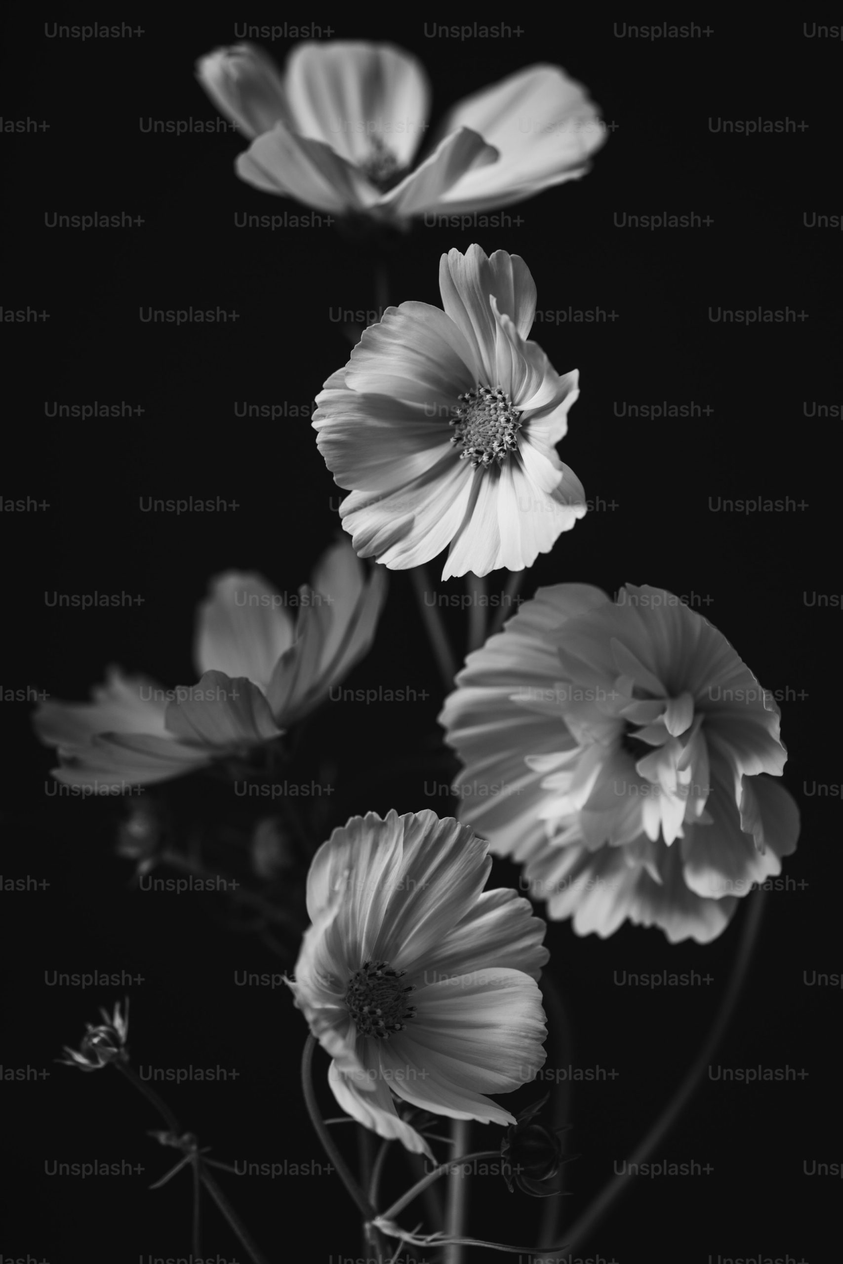 black-in-white-photo