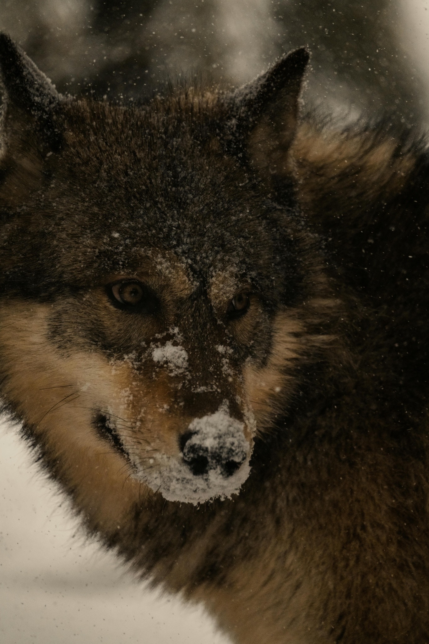 black-wolf-wallpaper-hd