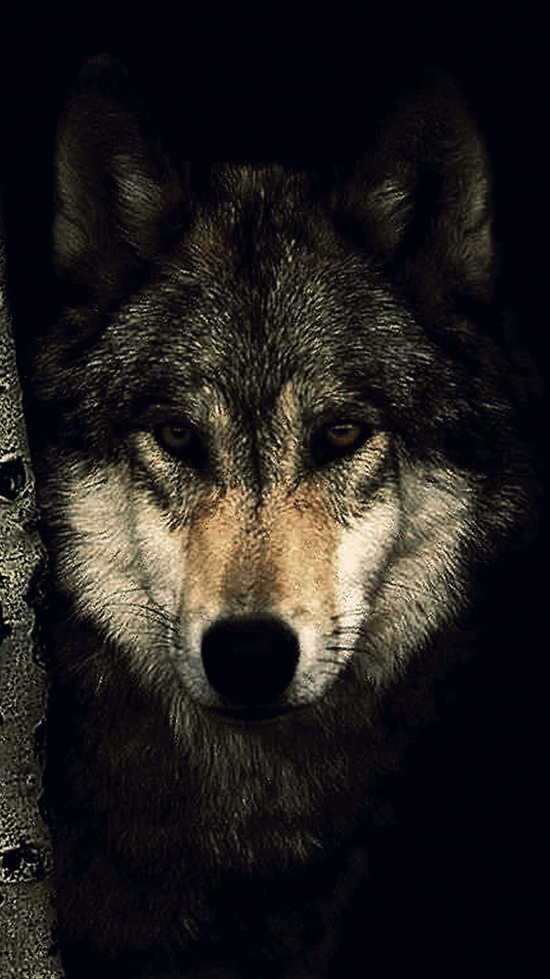 dark-wolf-wallpaper-4k