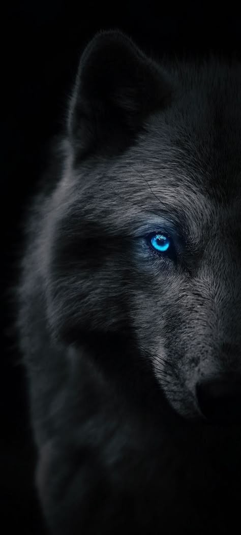 lone-wolf-wallpaper (2)