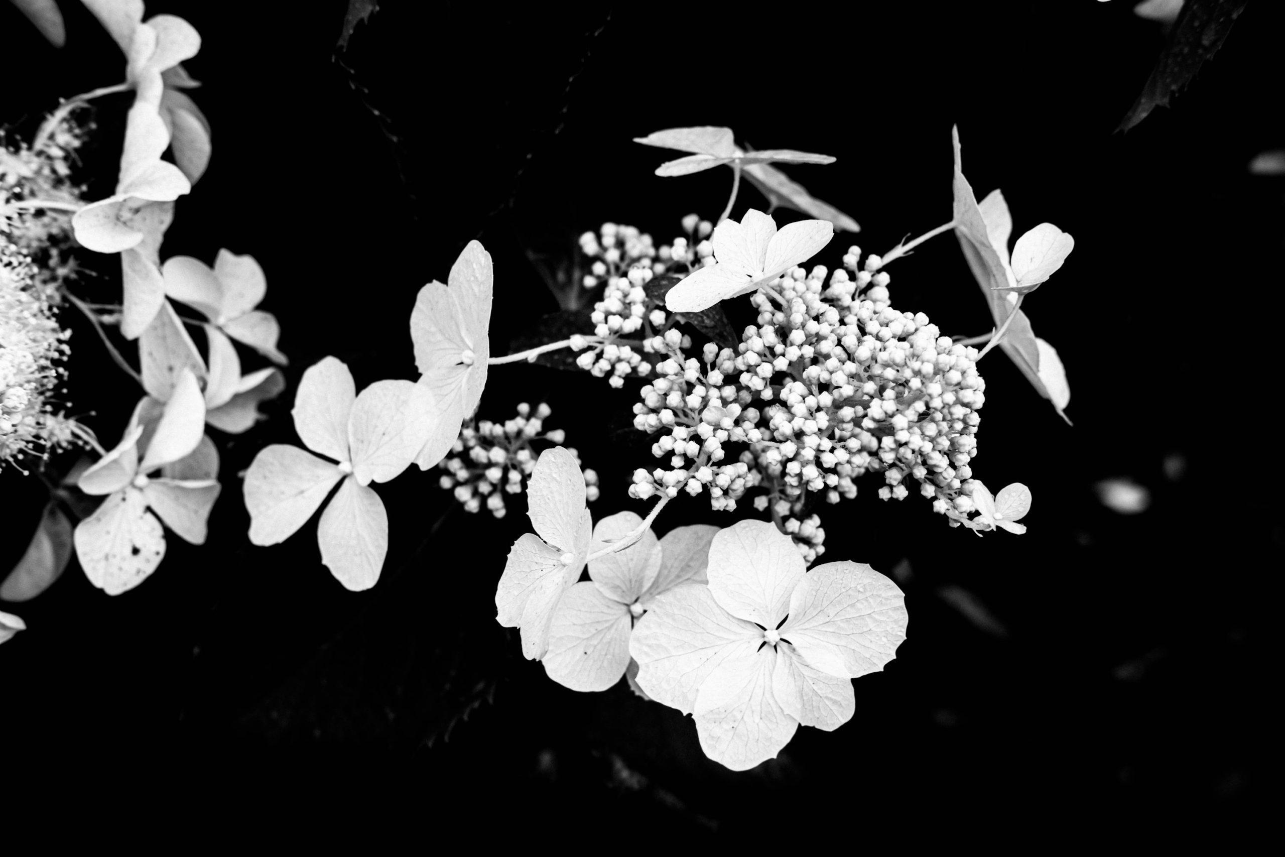 love-black