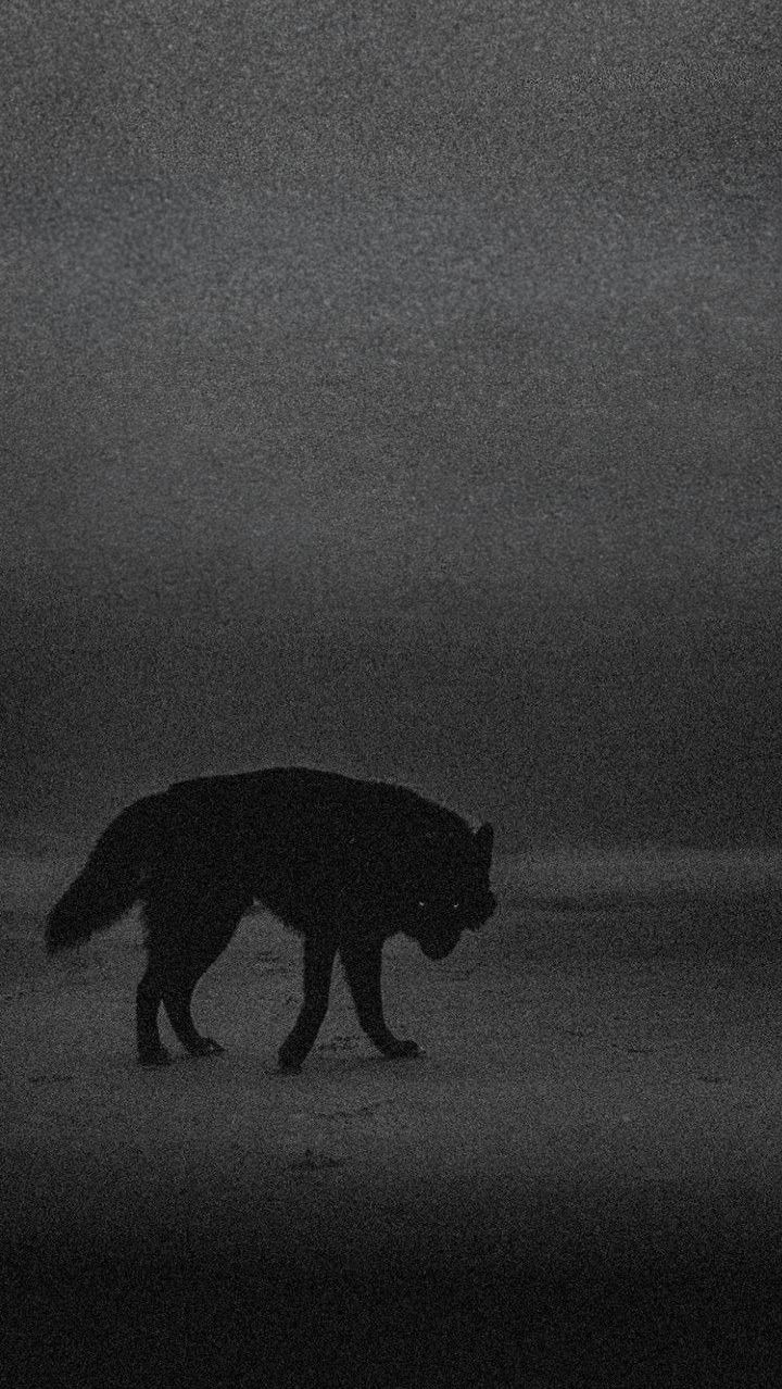 wolf-black-and-white-wallpaper (2)