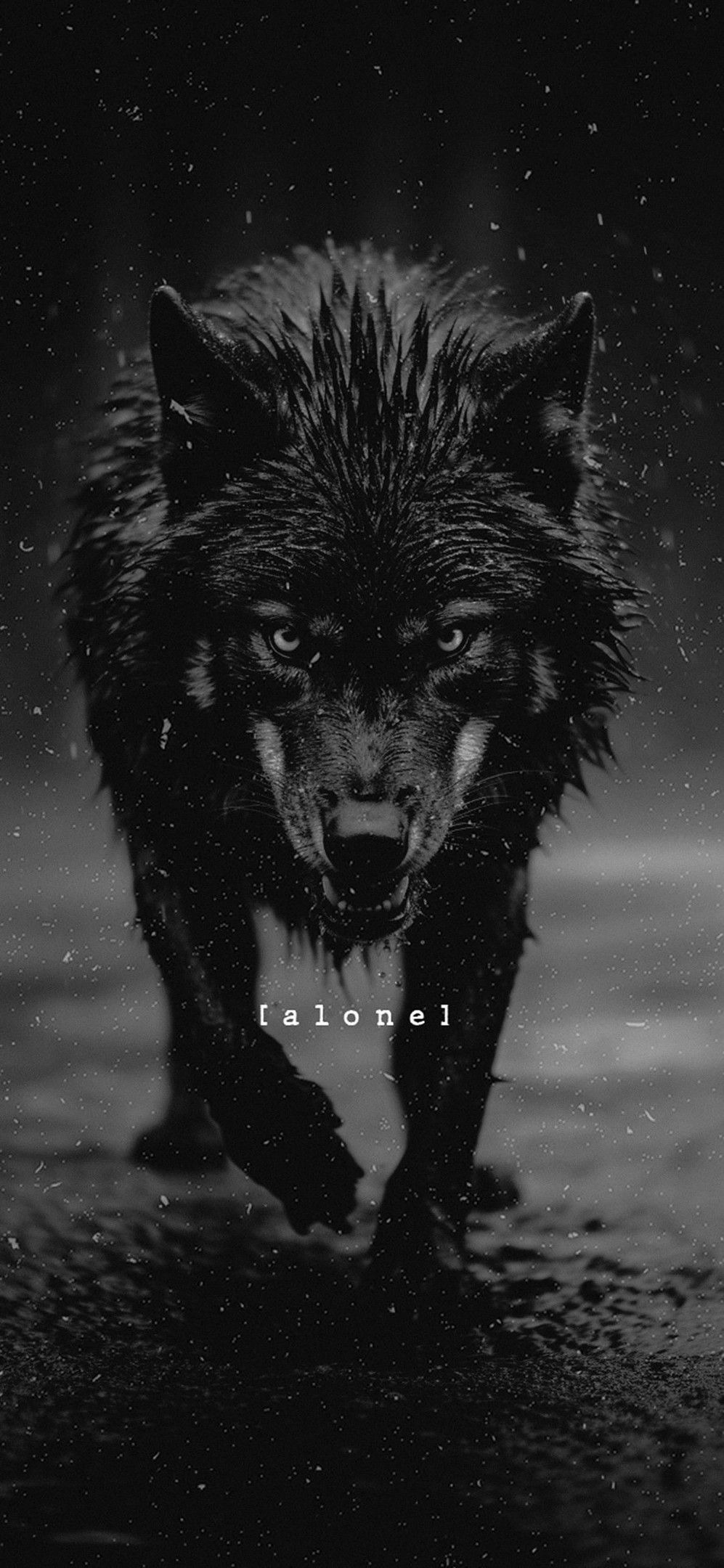 wolf-hd-wallpapers-1080p (2)