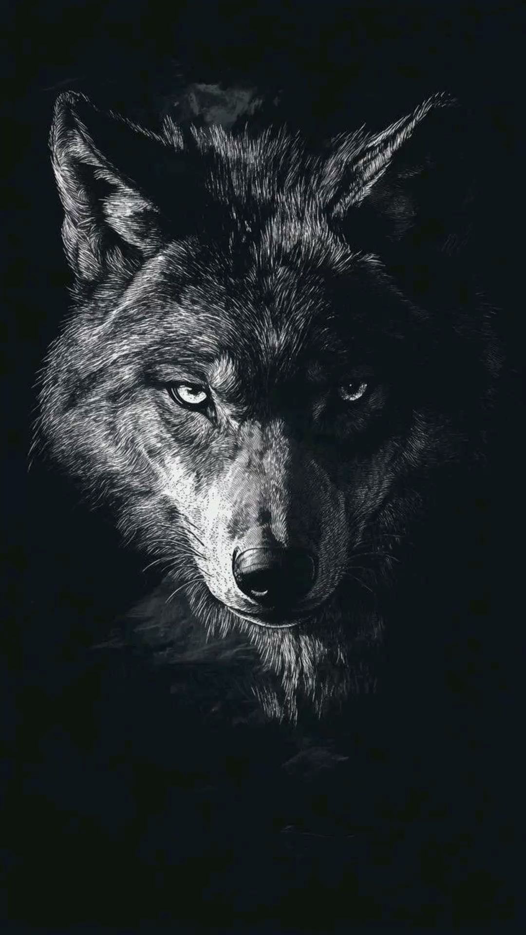 wolf-photos-hd (2)