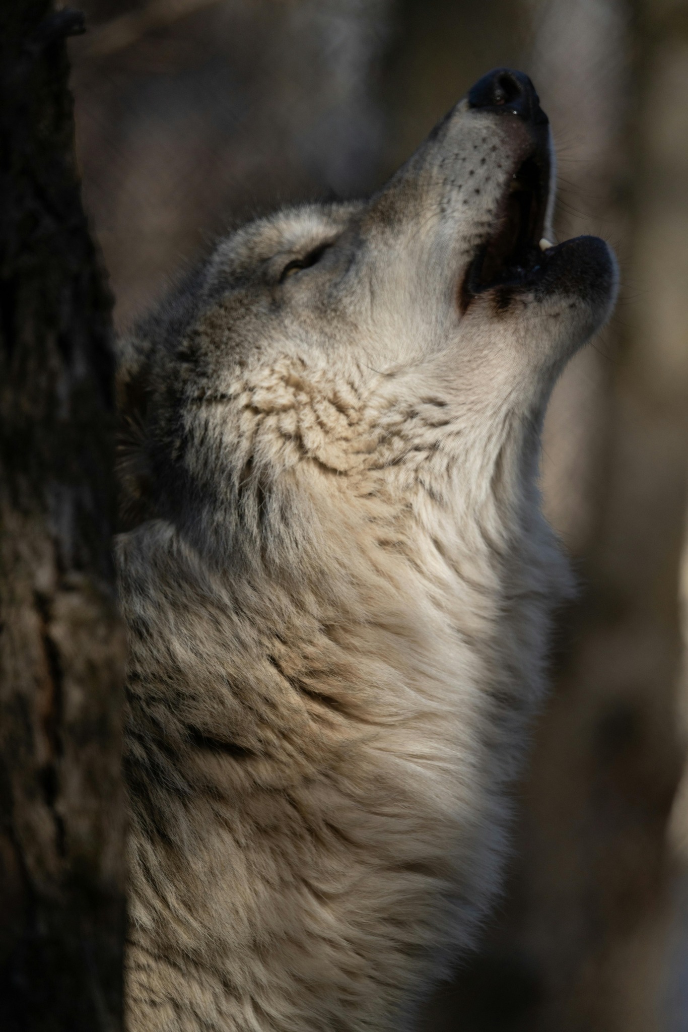 wolf-pictures-hd