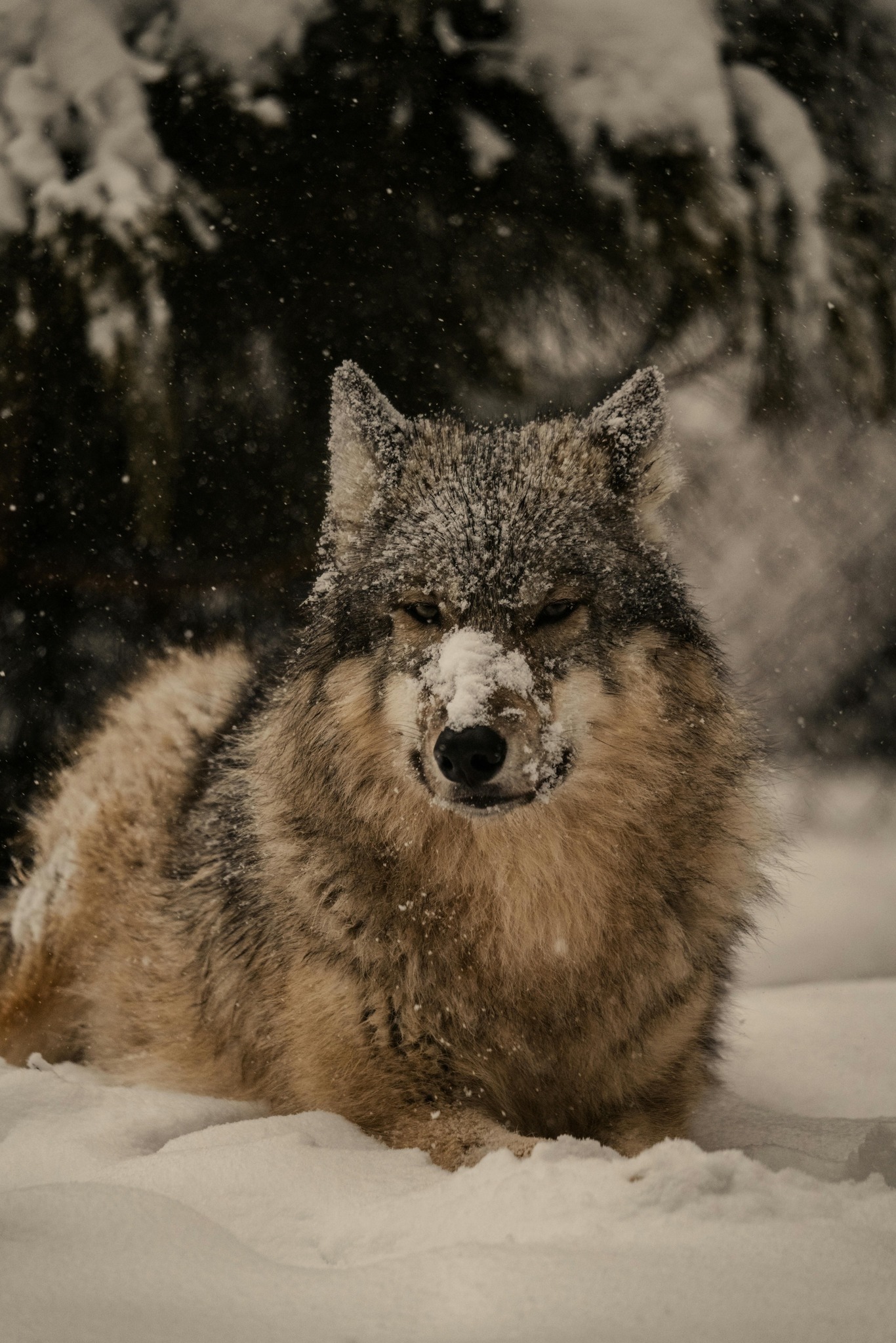 wolf-wallpaper-4k (2)