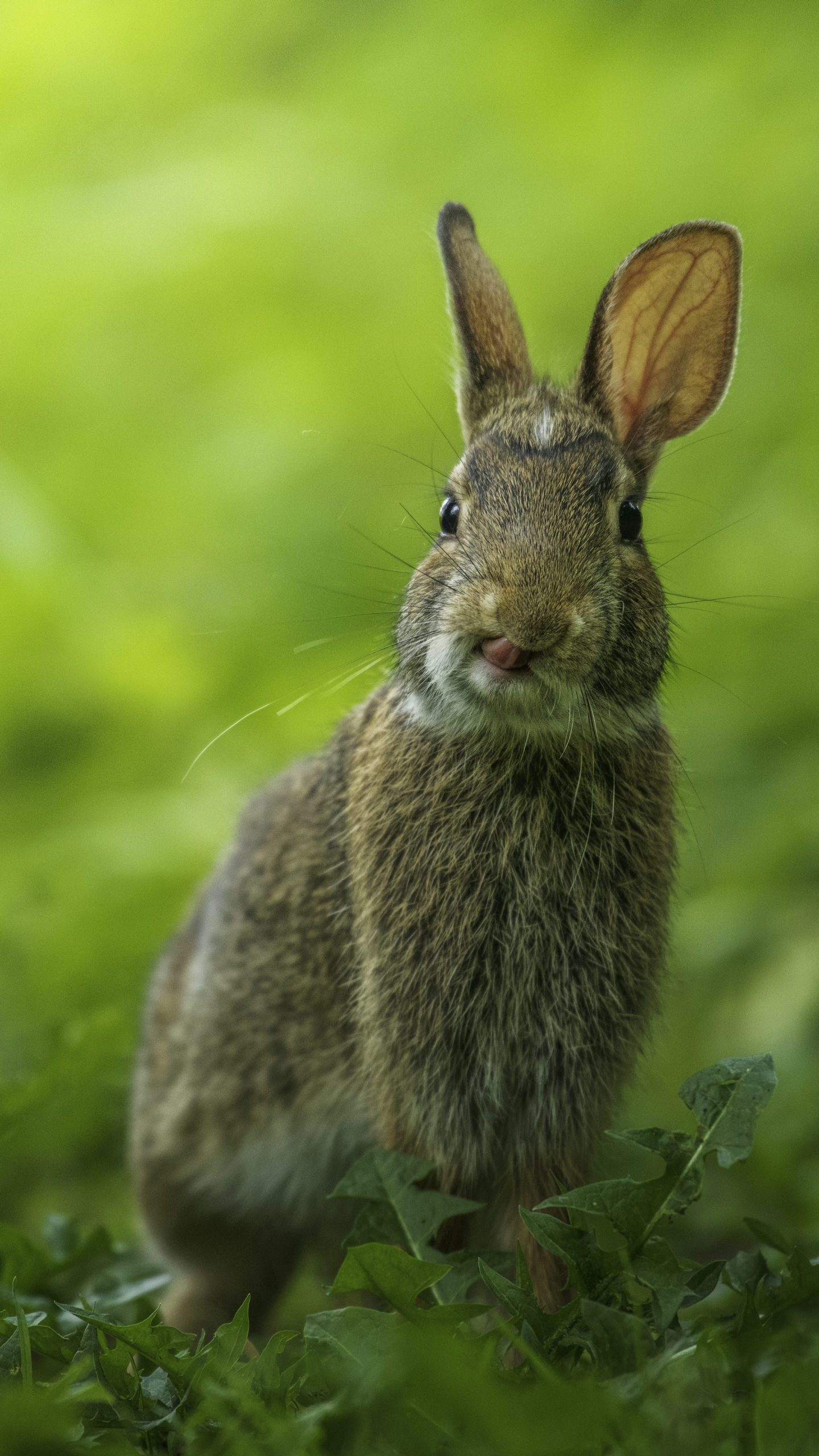 image-of-a-rabbit