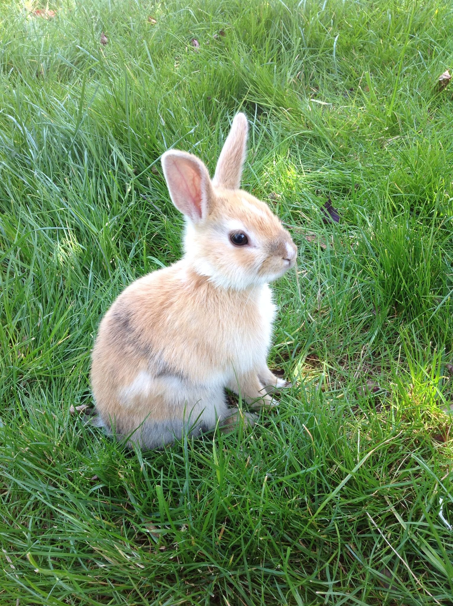 rabbit-image
