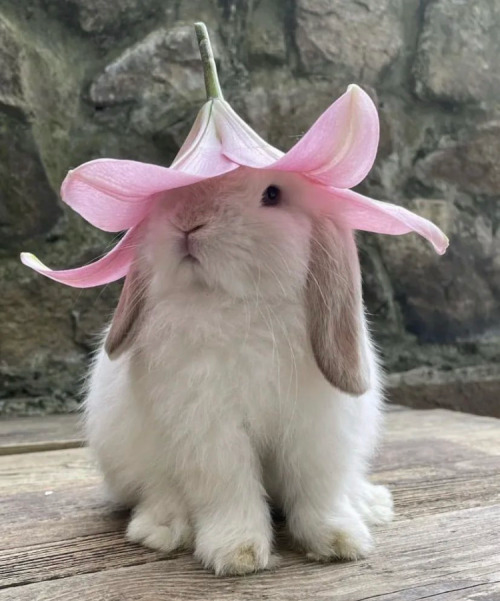 rabbit-images