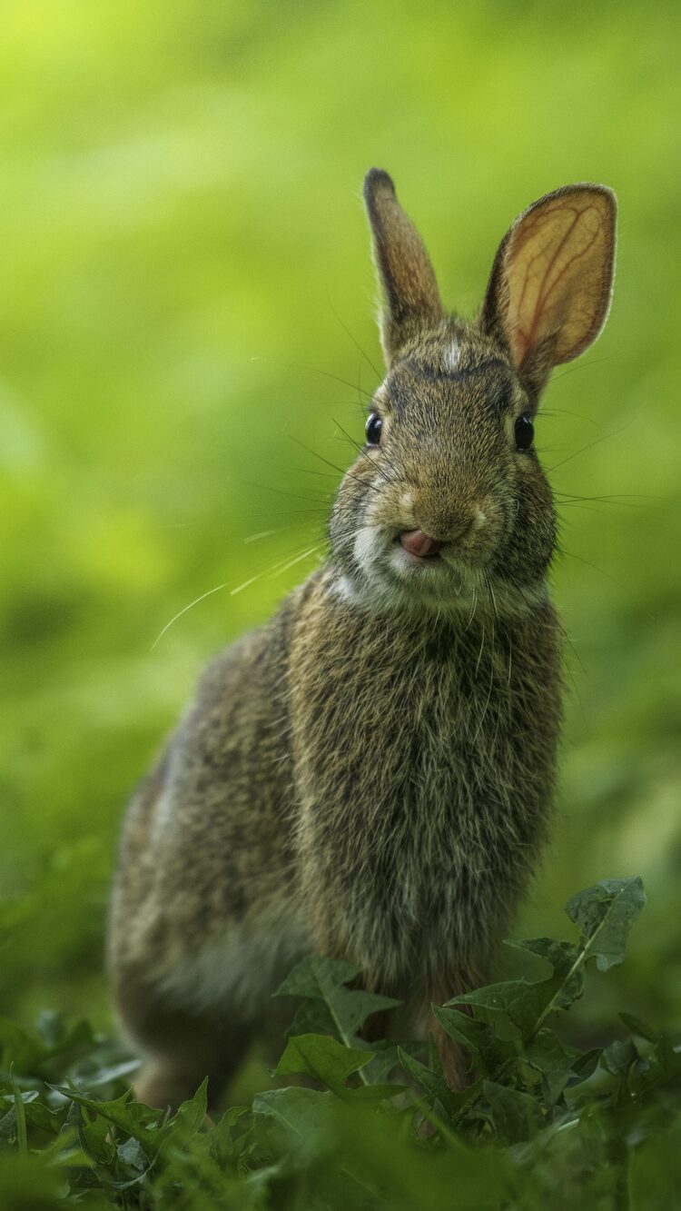 rabbit-photo