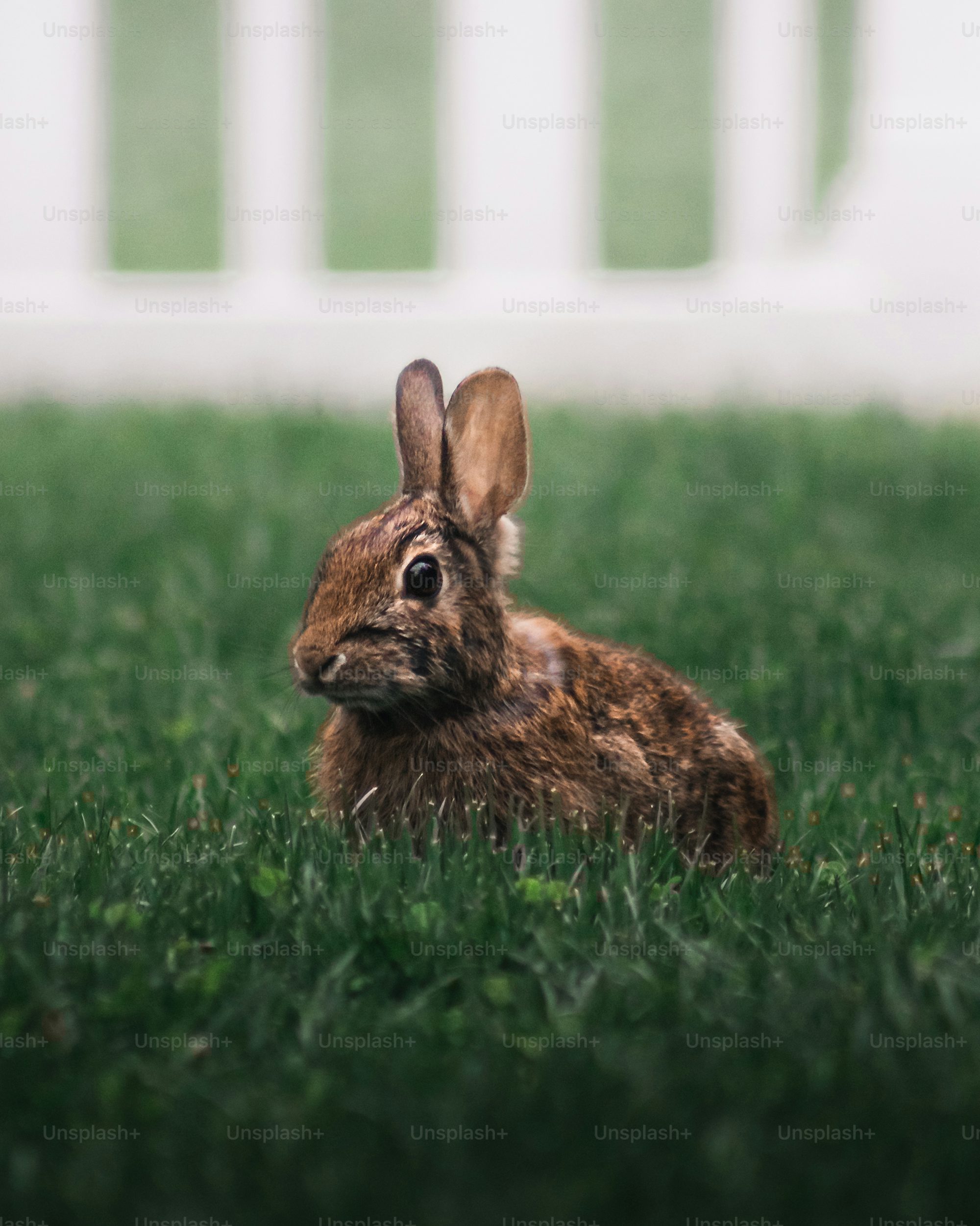 rabbit-pics