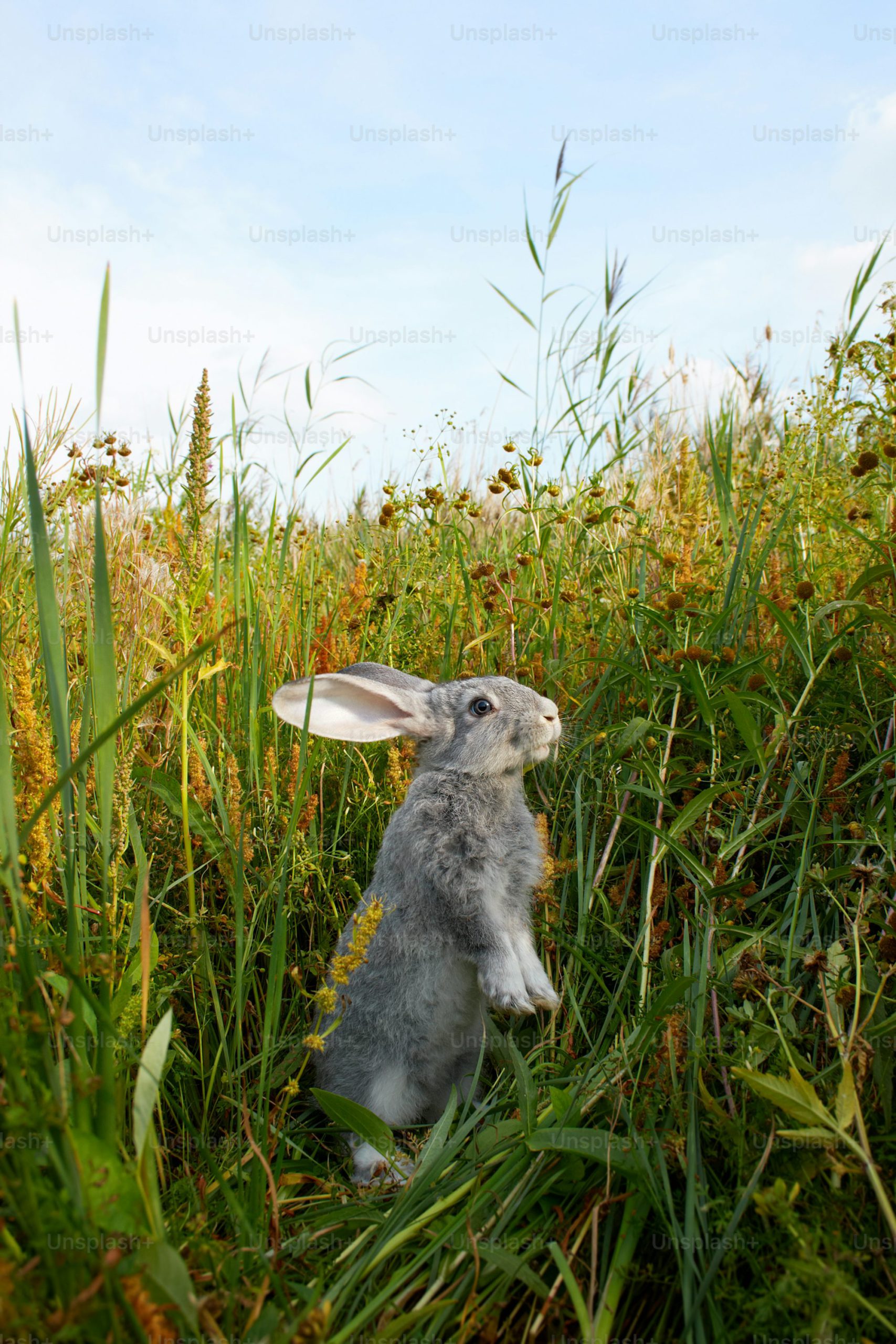 rabbit-picture